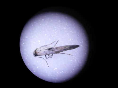 Epermenia aequidentellus